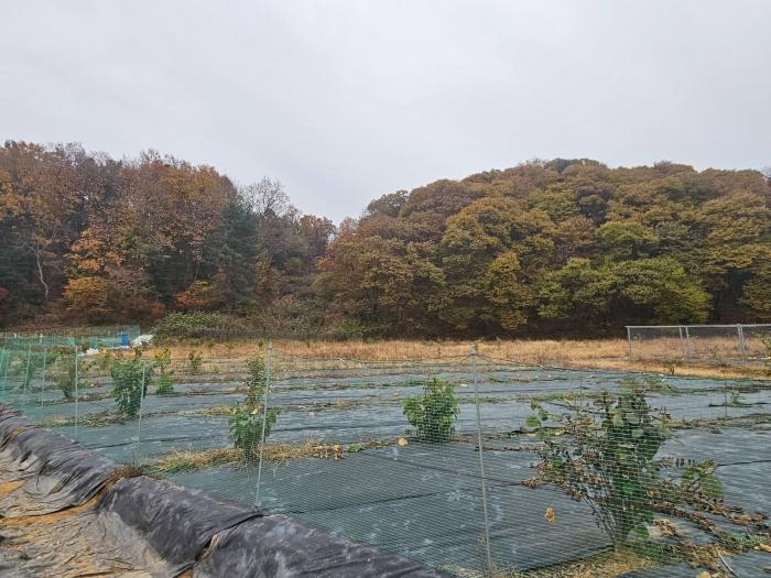 경기도 파주시 문산읍 선유리 230-5 답 경매 사진 3