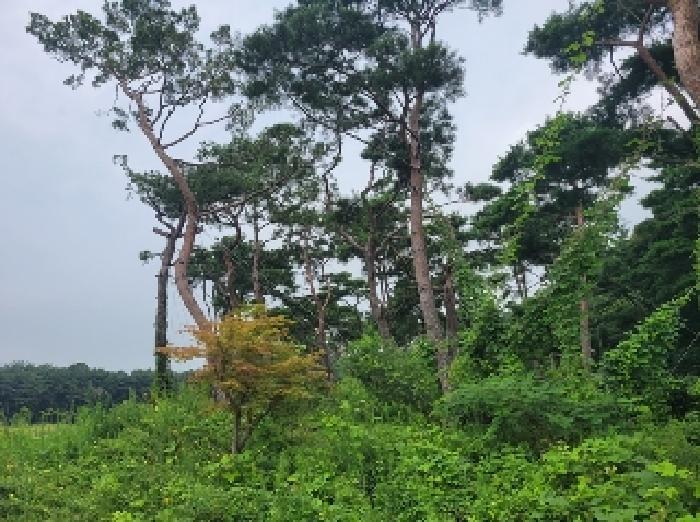 충청남도 공주시 의당면 중흥리 산72-11 임야 경매 사진 10