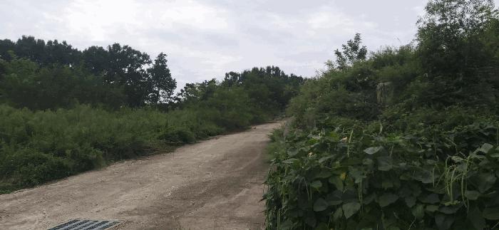 충청북도 괴산군 청안면 읍내리 산15 임야 경매 사진 3
