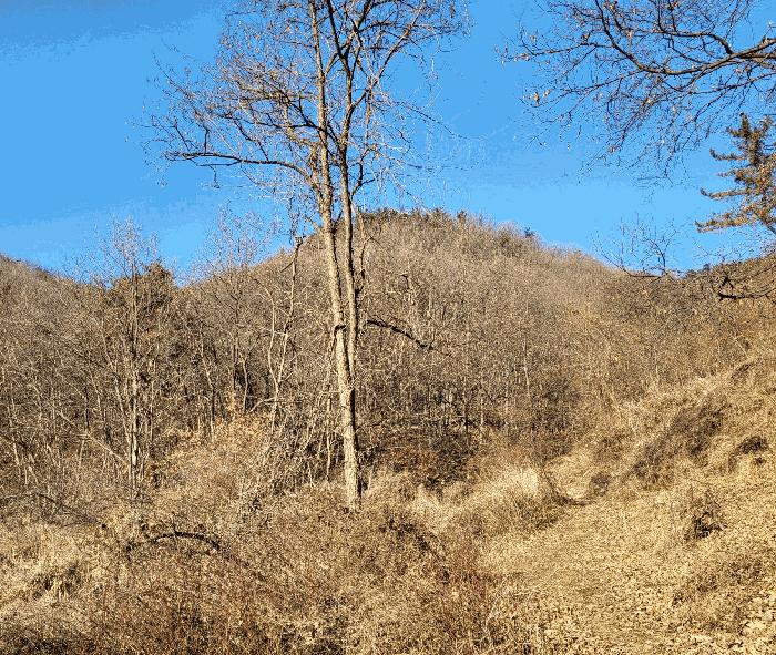 충청북도 청주시 흥덕구 옥산면 장동리 산45 임야 경매 사진 2