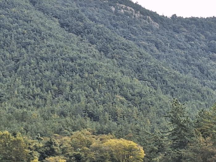 전라남도 고흥군 임야
