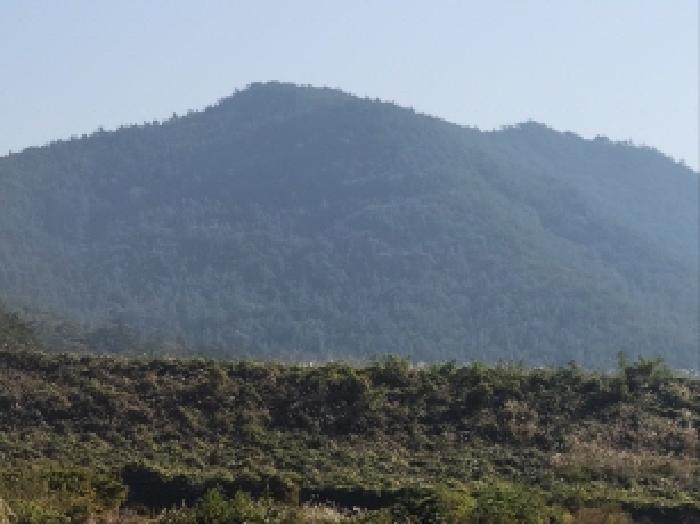 전라남도 고흥군 점암면 연봉리 산124 임야 경매 사진 4