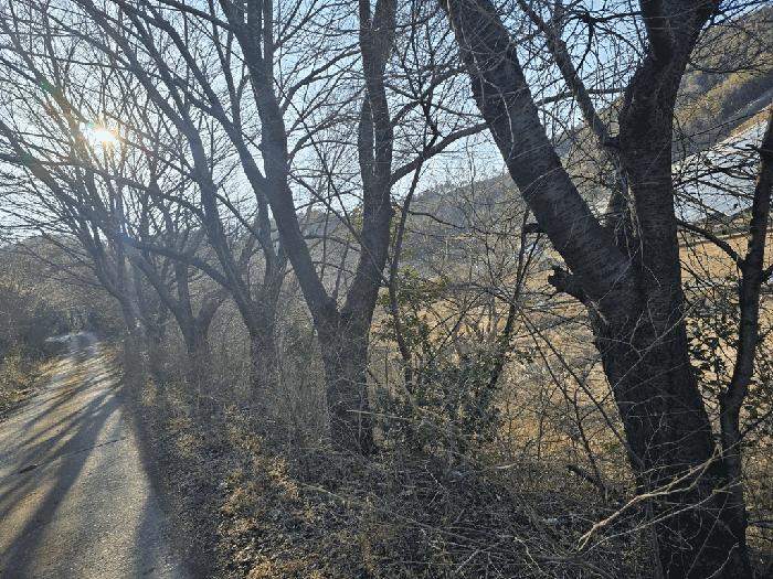 전라남도 여수시 소라면 봉두리 산438 임야 경매 사진 6