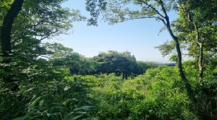 제주특별자치도 서귀포시 표선면 가시리 3246 전 경매 사진 4