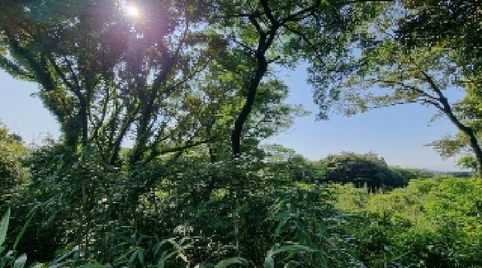 제주특별자치도 서귀포시 표선면 가시리 3246 전 경매 사진 5