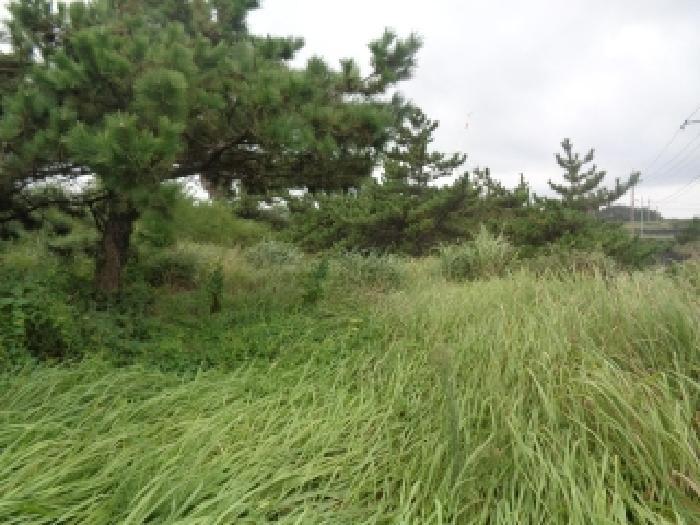 제주특별자치도 제주시 한경면 신창리 1352-6 전 경매 사진 14