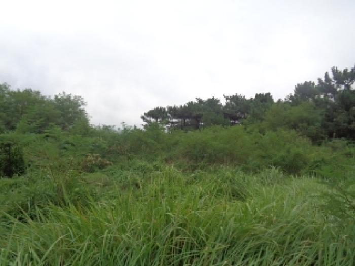 제주특별자치도 제주시 한경면 신창리 1352-6 전 경매 사진 18