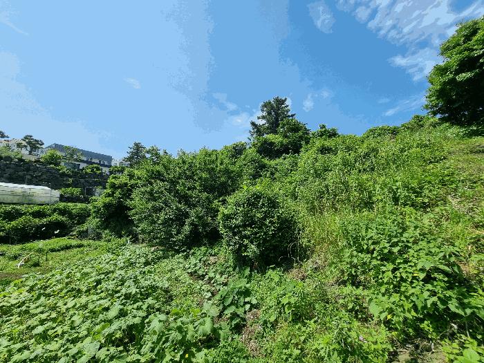 제주특별자치도 서귀포시 서호동 101-2 임야 경매 사진 5
