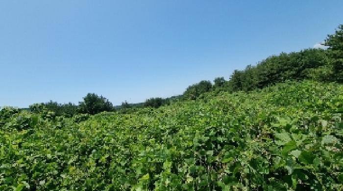 제주특별자치도 서귀포시 성산읍 난산리 2932-6 임야 경매 사진 6