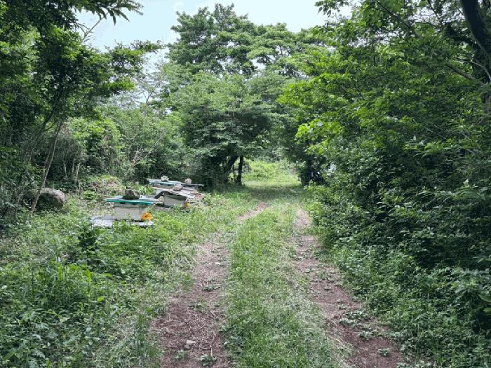 제주특별자치도 제주시 애월읍 소길리 산236 임야 경매 사진 2