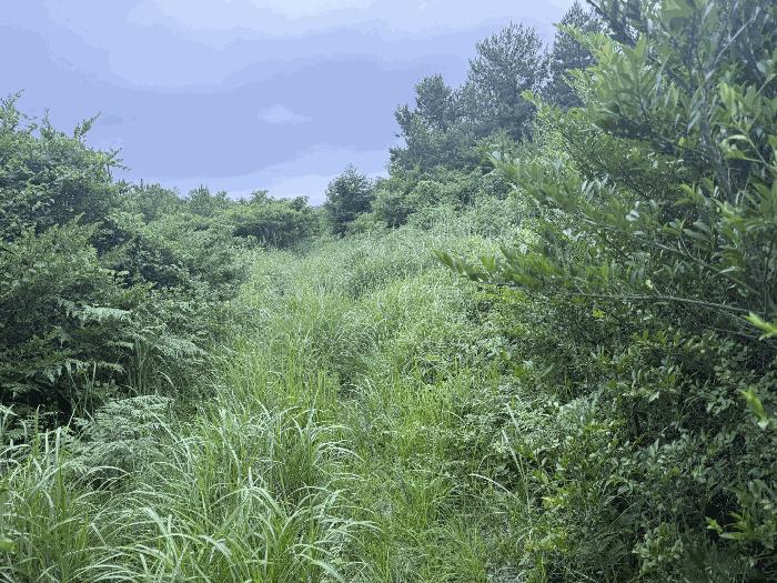 제주특별자치도 서귀포시 표선면 성읍리 1823-1 임야 경매 사진 5