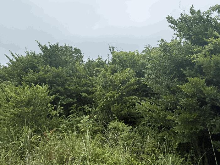 제주특별자치도 서귀포시 표선면 성읍리 1823-1 임야 경매 사진 8
