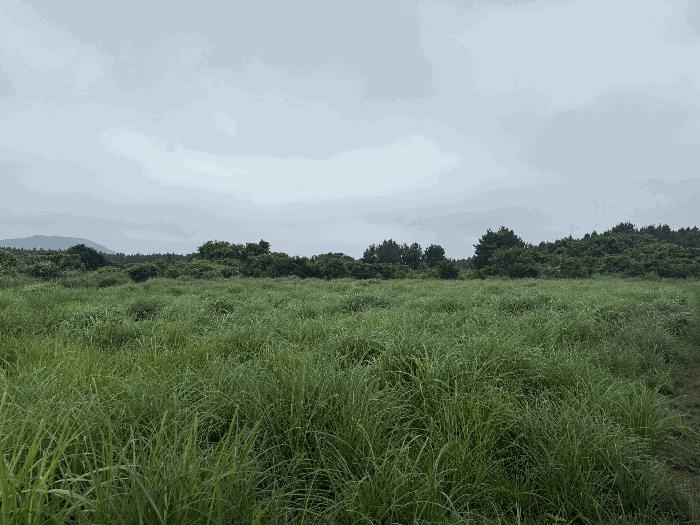 제주특별자치도 서귀포시 표선면 하천리 2518-1 임야 경매 사진 4