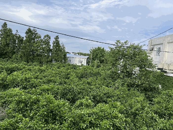제주 서귀포시 과수원