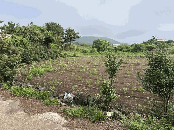 제주 서귀포시 전