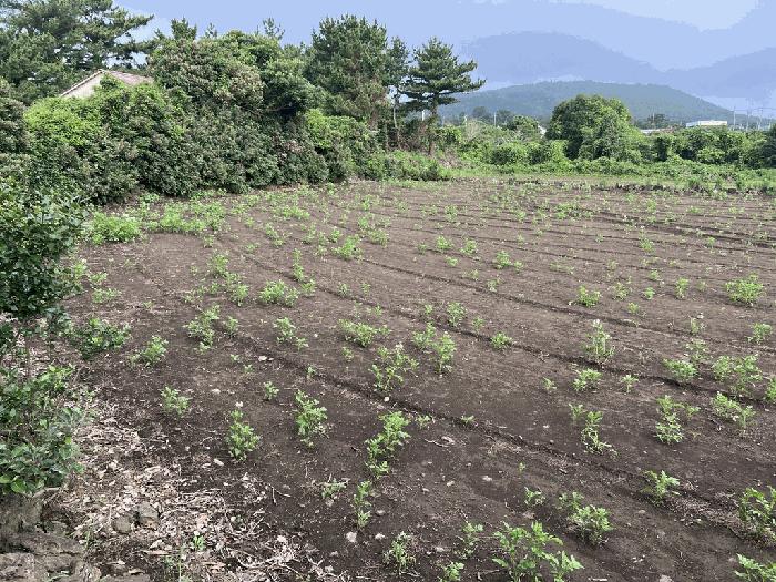 제주특별자치도 서귀포시 성산읍 고성리 826-4 전 경매 사진 2
