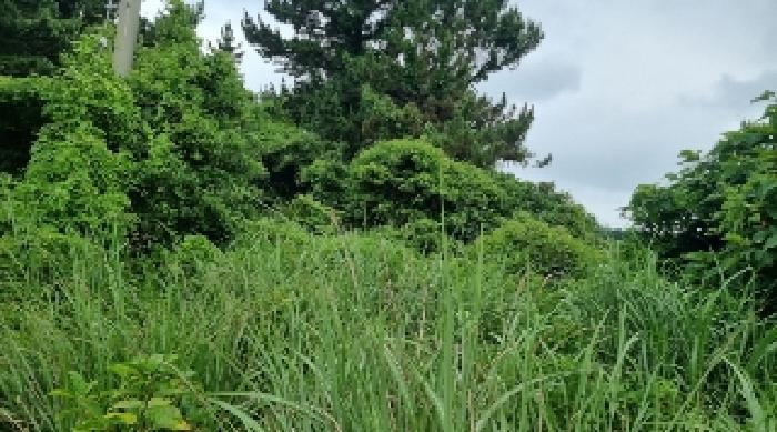 제주특별자치도 서귀포시 성산읍 고성리 826-4 전 경매 사진 9