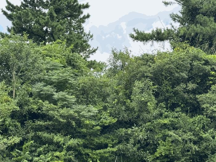 제주특별자치도 제주시 한림읍 금악리 3348 전 경매 사진 2