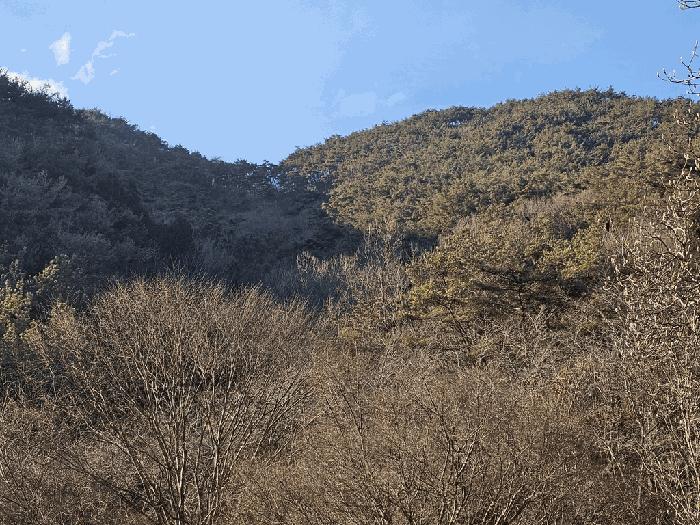 전라남도 보성군 문덕면 죽산리 506 임야 경매 사진 5