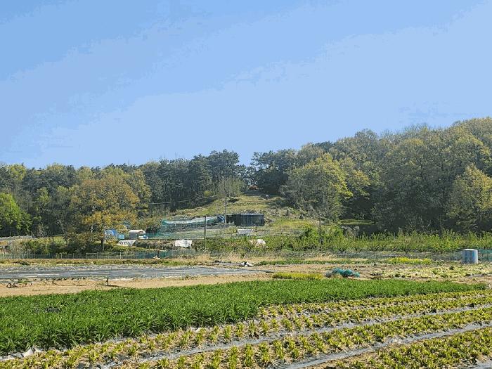 경기도 화성시 비봉면 삼화리 산44-1 임야 경매 사진 8