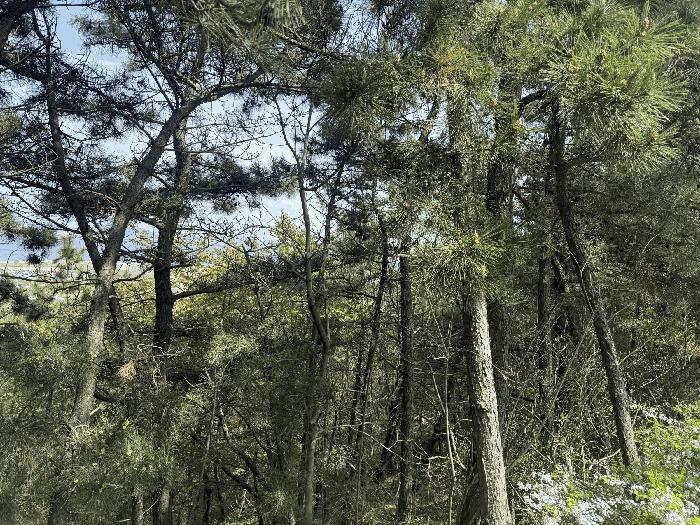 충청남도 서산시 대산읍 화곡리 59-59 임야 경매 사진 3