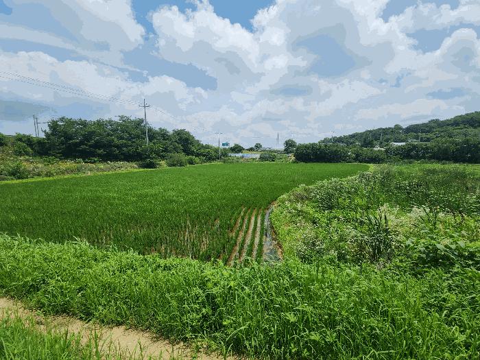 충청남도 당진시 석문면 통정리 12-6 답 경매 사진 2