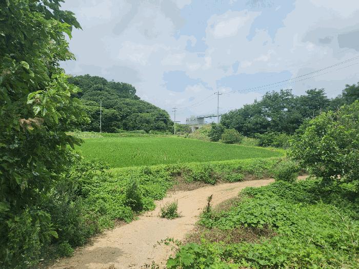 충청남도 당진시 석문면 통정리 12-6 답 경매 사진 3