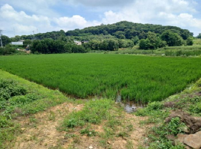 충청남도 당진시 석문면 통정리 12-6 답 경매 사진 4