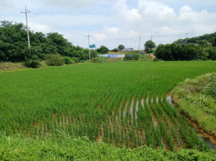 충청남도 당진시 석문면 통정리 12-6 답 경매 사진 5