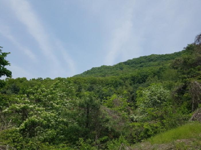 경기도 광명시 일직동 산38 임야 경매 사진 5