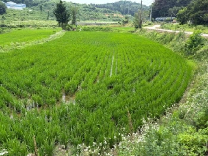 충청남도 당진시 송악읍 월곡리 241 전 경매 사진 14