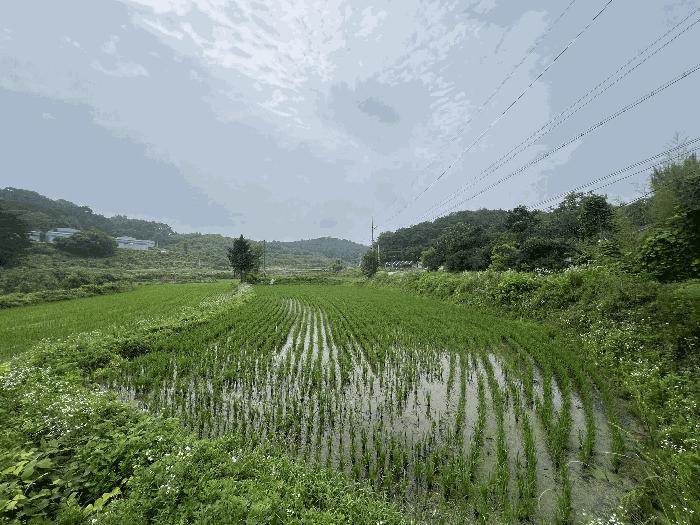 충청남도 당진시 송악읍 월곡리 241 전 경매 사진 6