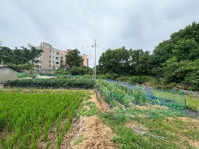 충청남도 당진시 송악읍 한진리 27-2 답 경매 사진 11