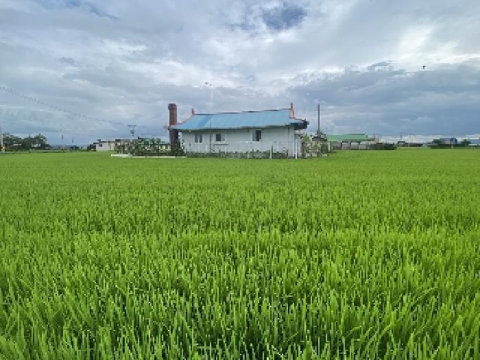 충청남도 당진시 우강면 신촌리 752-7 답 경매 사진 12