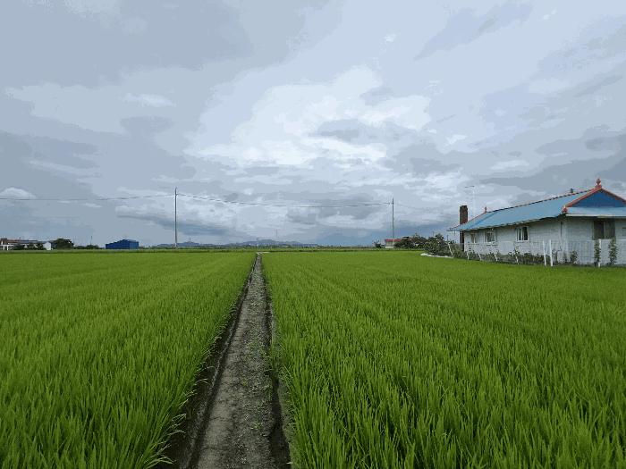 충청남도 당진시 우강면 신촌리 752-7 답 경매 사진 2