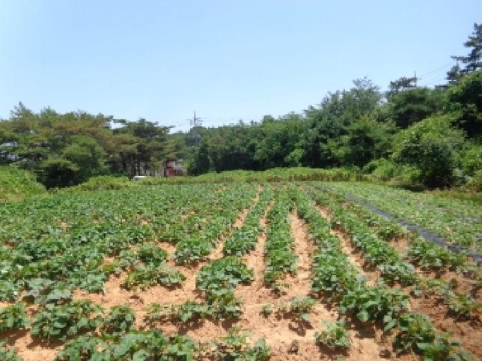 충청남도 태안군 남면 신온리 660-59 임야 경매 사진 20