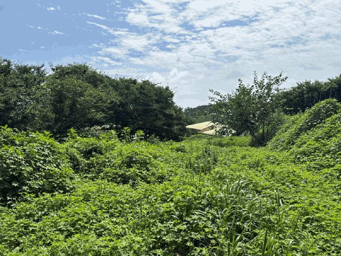 충청남도 태안군 소원면 시목리 962-3 전 경매 사진 7