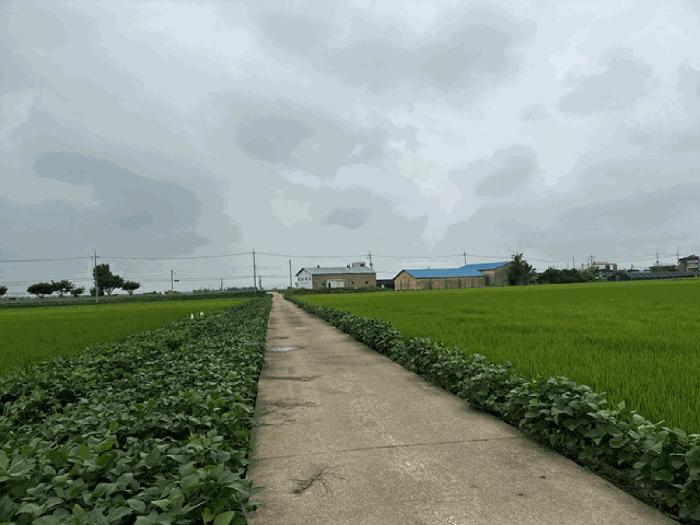 충청남도 당진시 합덕읍 도리 75-1 답 경매 사진 2