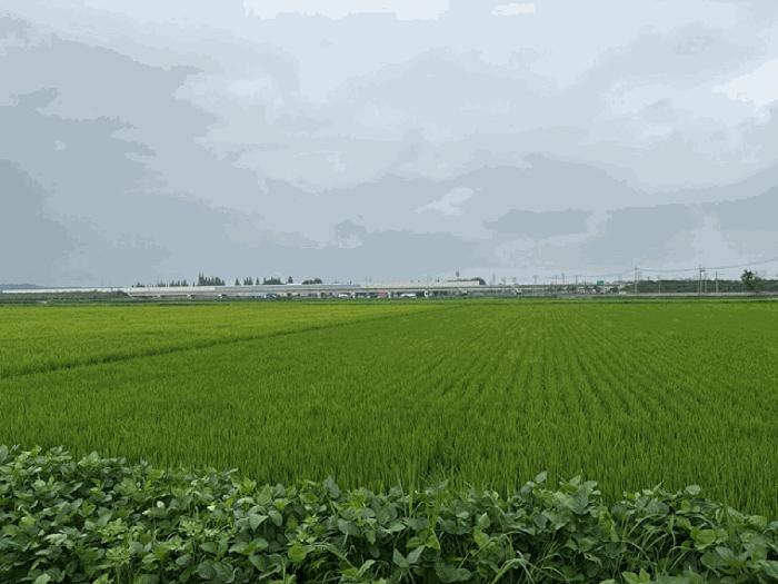 충청남도 당진시 합덕읍 도리 75-1 답 경매 사진 4