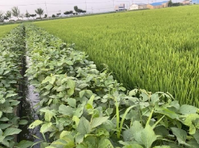 충청남도 당진시 합덕읍 도리 75-1 답 경매 사진 6