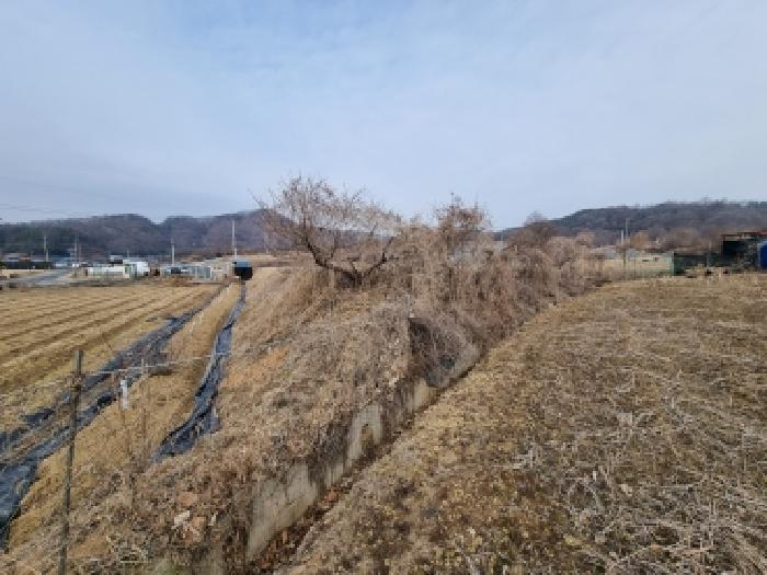 충청남도 금산군 금성면 두곡리 339-1 답 경매 사진 17