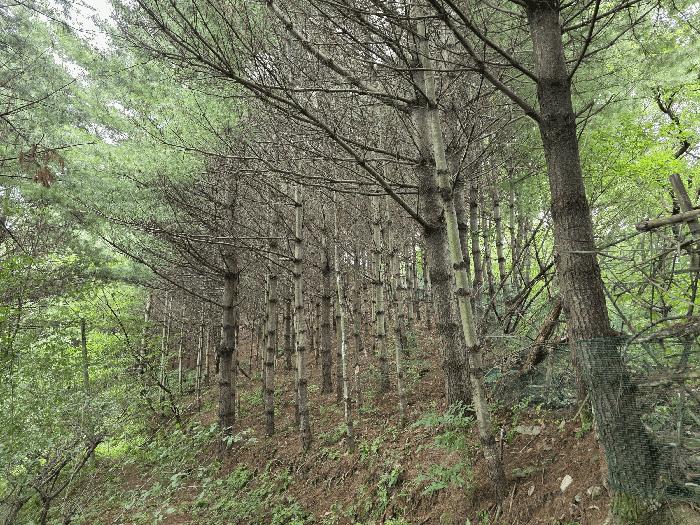 충청북도 청주시 서원구 현도면 하석리 253-1 과수원 경매 사진 4