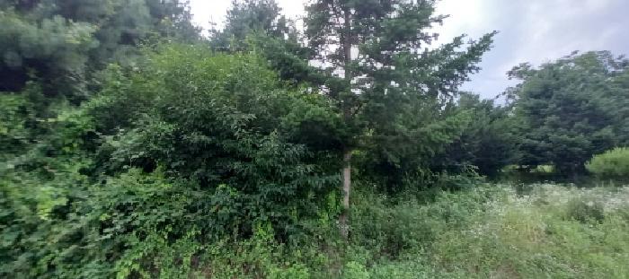 강원특별자치도 철원군 동송읍 상노리 355-4 전 경매 사진 13