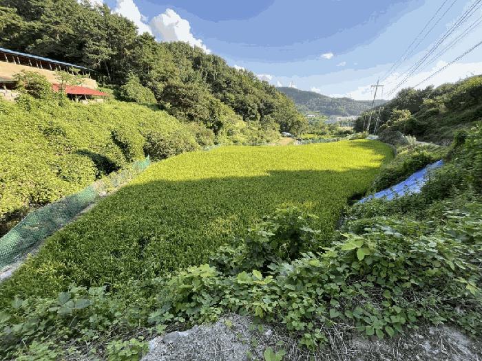 세종 부강면 답