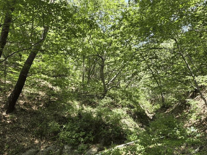 울산광역시 울주군 언양읍 반송리 산128-6 임야 경매 사진 4