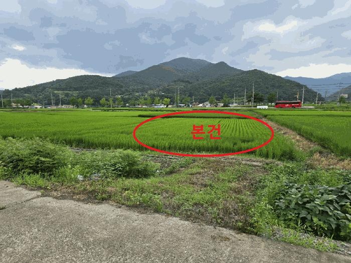 울산광역시 울주군 두서면 서하리 261-6 답 경매 사진 2