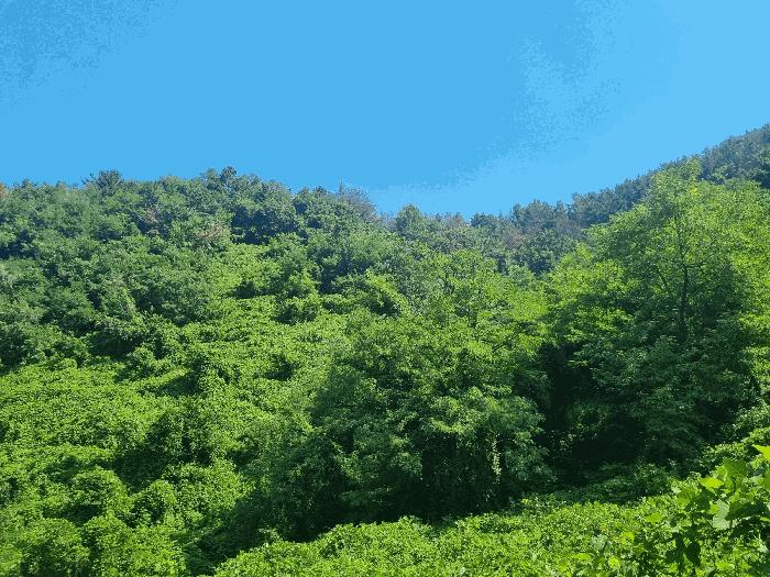 경상남도 김해시 진영읍 진영리 산58 임야 경매 사진 10
