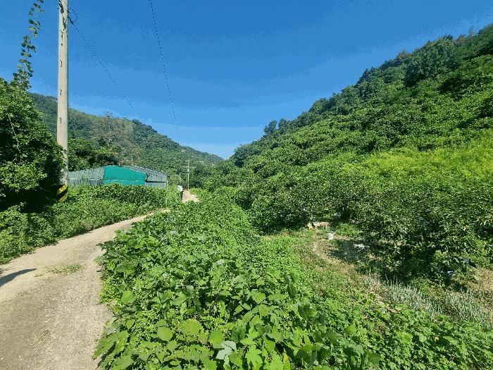 경상남도 김해시 진영읍 진영리 산58 임야 경매 사진 4