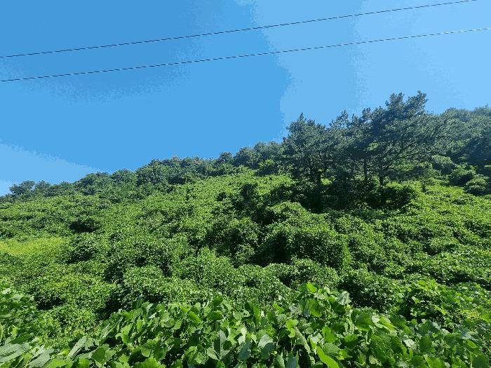 경상남도 김해시 진영읍 진영리 산58 임야 경매 사진 5