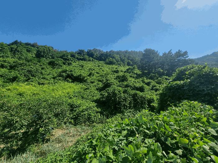 경상남도 김해시 진영읍 진영리 산58 임야 경매 사진 7